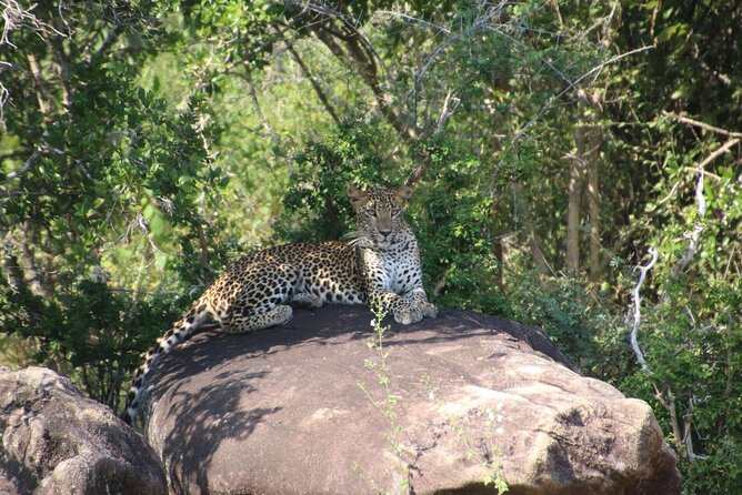 Evening Safari - Yala National Park with Janaka safari - 02.00 pm to 06.30 pm - Inside the luxury safari jeep