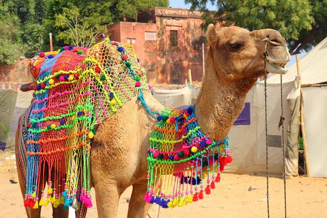Evening Walking tour with Fire Ceremony - The Pushkar Route - Key points to know before booking