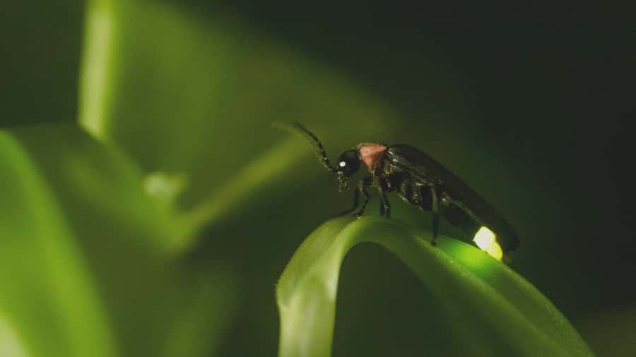 From Ubud: Evening Firefly Tour in Taro Village - FAQ