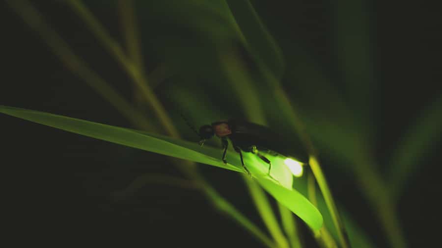 From Ubud: Evening Firefly Tour in Taro Village - Taman Dukuh Agroforestry: plants first, dinner next