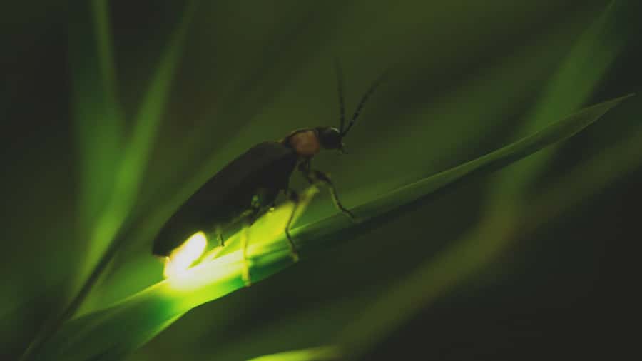 From Ubud: Evening Firefly Tour in Taro Village - A traditional compound and a closer look at Balinese family life