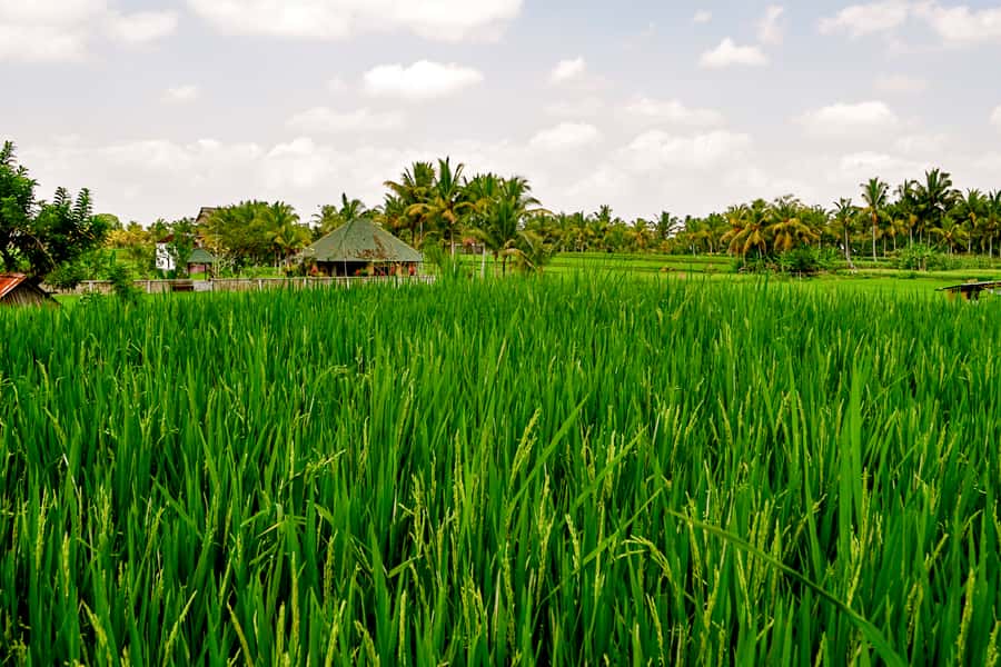 From Ubud: Evening Firefly Tour in Taro Village - Walking the Subak system toward the fireflies