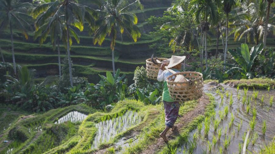 From Ubud: Evening Firefly Tour in Taro Village - Who will get the most from this tour
