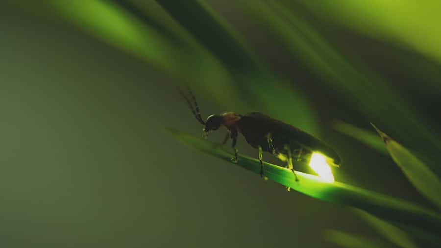 From Ubud: Evening Firefly Tour in Taro Village - What to bring and how to prepare