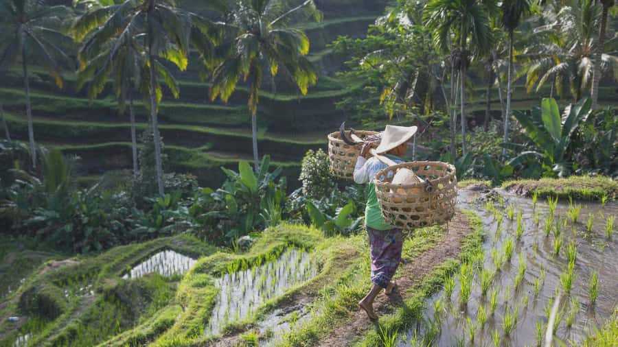 From Ubud: Evening Firefly Tour in Taro Village - Is the Taro Village firefly tour worth booking?