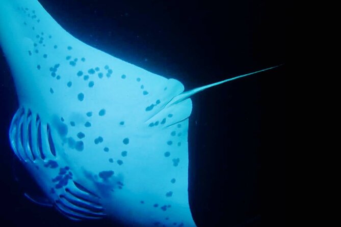 Glow of the Deep: Night Snorkeling with Manta Rays - Is $80 a fair price?