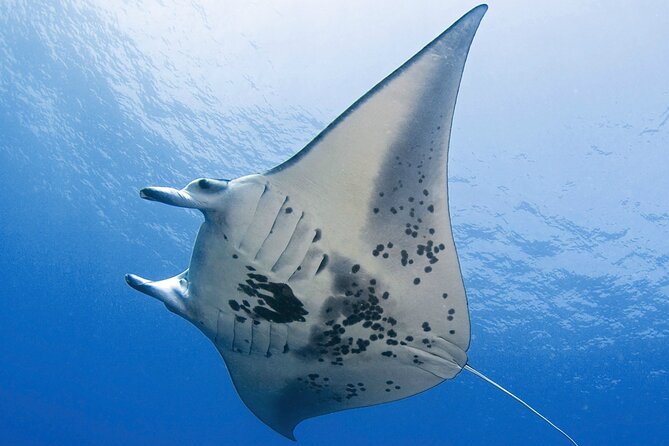 Glow of the Deep: Night Snorkeling with Manta Rays - From Honokohau Harbor to the sunset