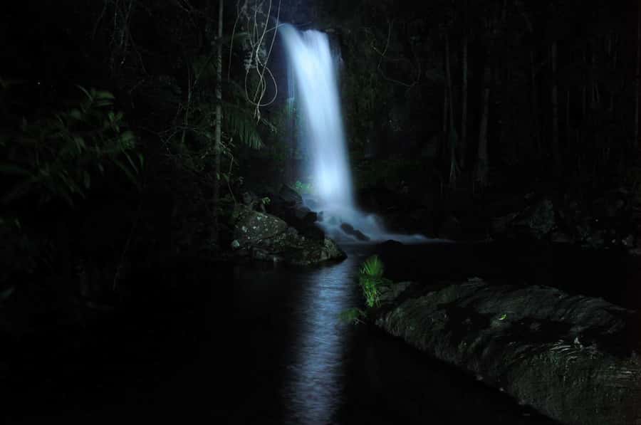Gold Coast: Evening Rainforest and Glow Worm Experience - At a glance