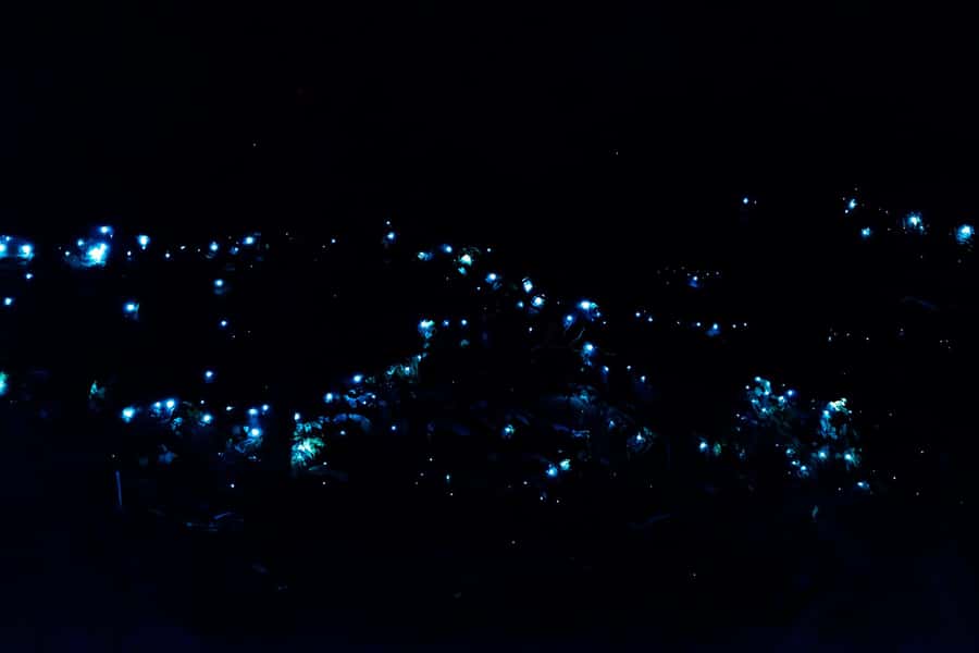 Gold Coast: Evening Rainforest and Glow Worm Experience - Why the glow worms are only part of the story