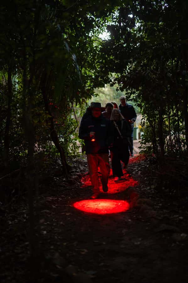 Gold Coast: Evening Rainforest and Glow Worm Experience - Cake, hot drinks, and Gold Coast lights