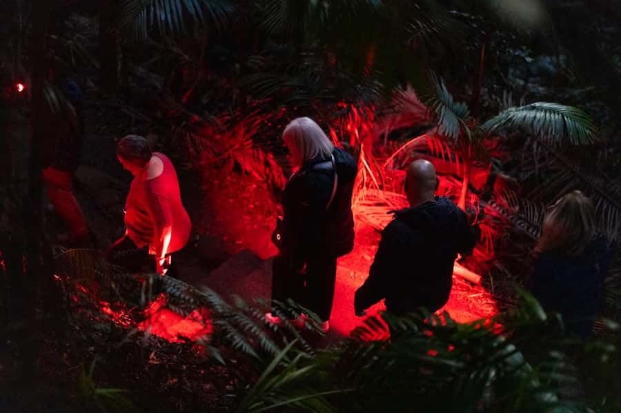 Gold Coast: Evening Rainforest and Glow Worm Experience - The animals you might find along the track