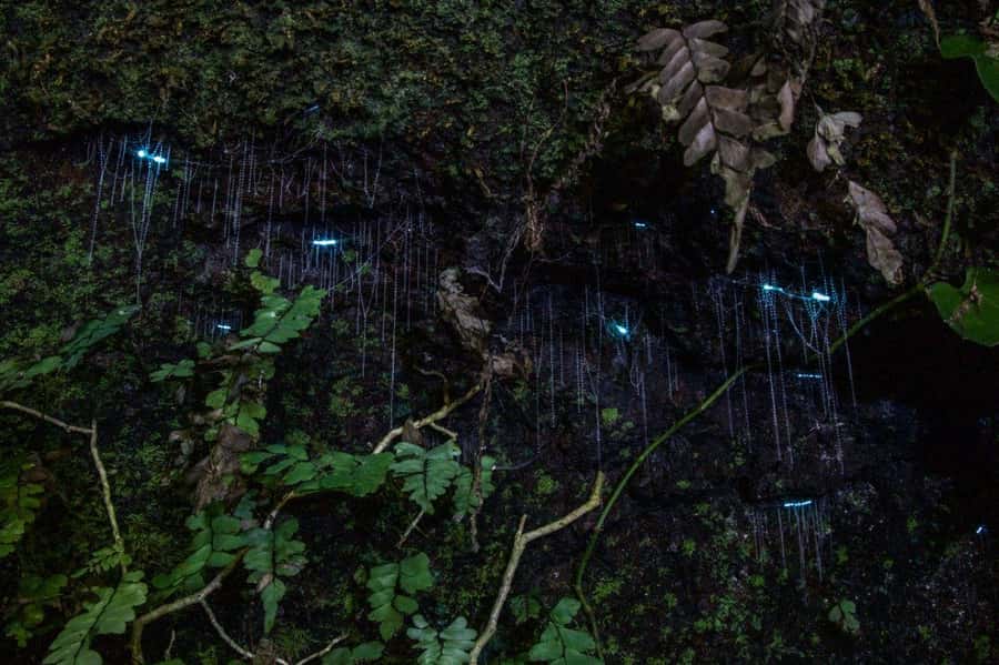 Gold Coast: Evening Rainforest and Glow Worm Experience - Leaving the Gold Coast for Tamborine Mountain