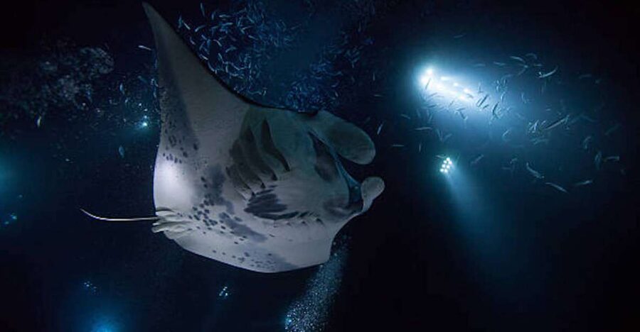 Kailua-Kona: Manta Ray Watching Nighttime Boat Trip - Key points to know before you book