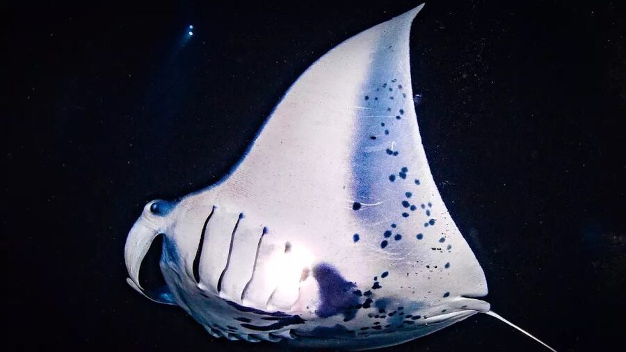 Kailua-Kona: Manta Ray Watching Nighttime Boat Trip - Why Kona’s nighttime manta encounter feels so unusual