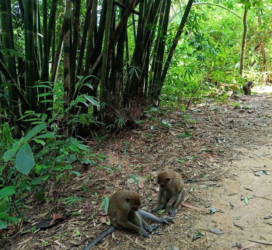 Khao Sok: Private Day Trekking, Jungle Dinner & Night Safari - What to bring and how to prepare