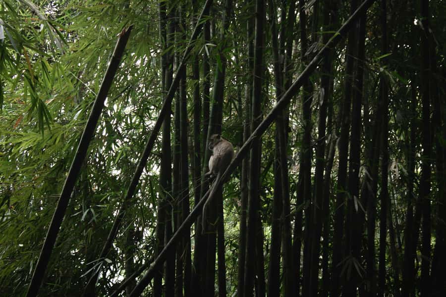 Khao Sok: Private Day Trekking, Jungle Dinner & Night Safari - The two-and-a-half-hour night safari