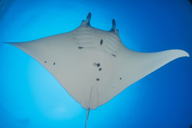 Kona Manta Ray Night Snorkel Adventure! Small Group - Why the manta encounter feels so close