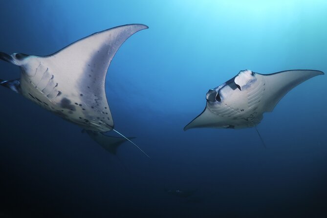 Kona Manta Ray Night Snorkel Adventure! Small Group - Who should book this manta snorkel