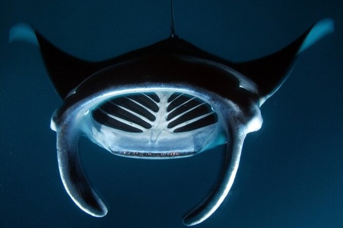 Kona Manta Ray Night Snorkel Adventure! Small Group - Twenty to 30 minutes beside the rays