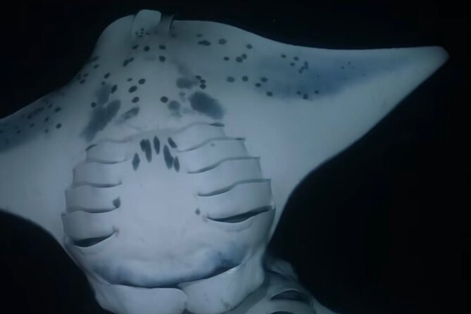 KONA Manta Ray Night Snorkel - FREE re-ride if no Sightings - What happens from check-in to the water