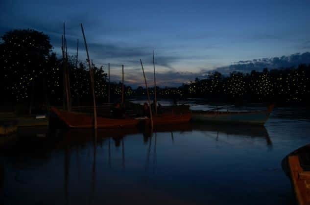 Kuala Lumpur: Fireflies & Blue Tears Tour with Seafood Meal - Why this evening trip works so well