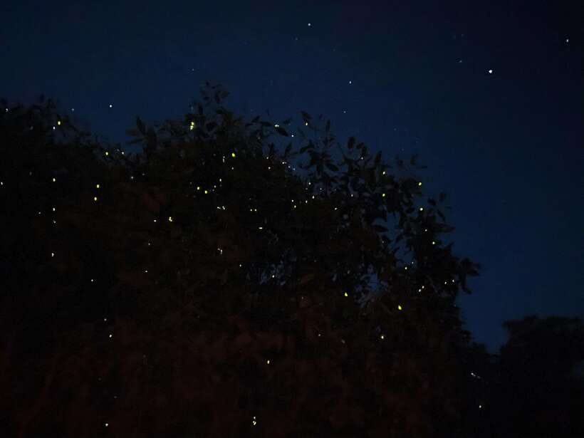 Kuala Lumpur: Kuala Selangor Fireflies and Blue Tears Tour - Why the fireflies are the main event