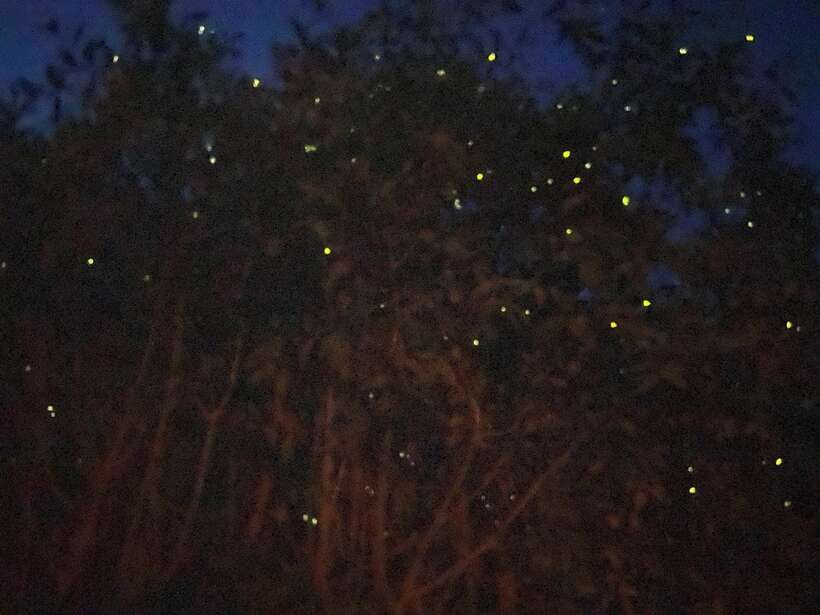 Kuala Lumpur: Kuala Selangor Fireflies and Blue Tears Tour - Meeting monkeys near Kota Melawati