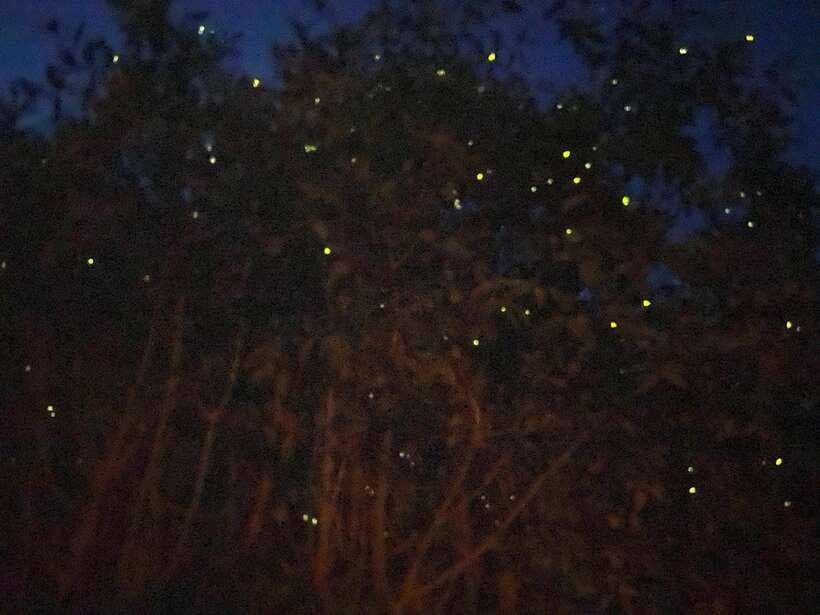 Kuala Lumpur: Kuala Selangor Fireflies and Blue Tears Tour - Dinner at the fishing village