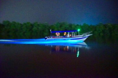 Kuala Lumpur: Kuala Selangor Fireflies and Blue Tears Tour