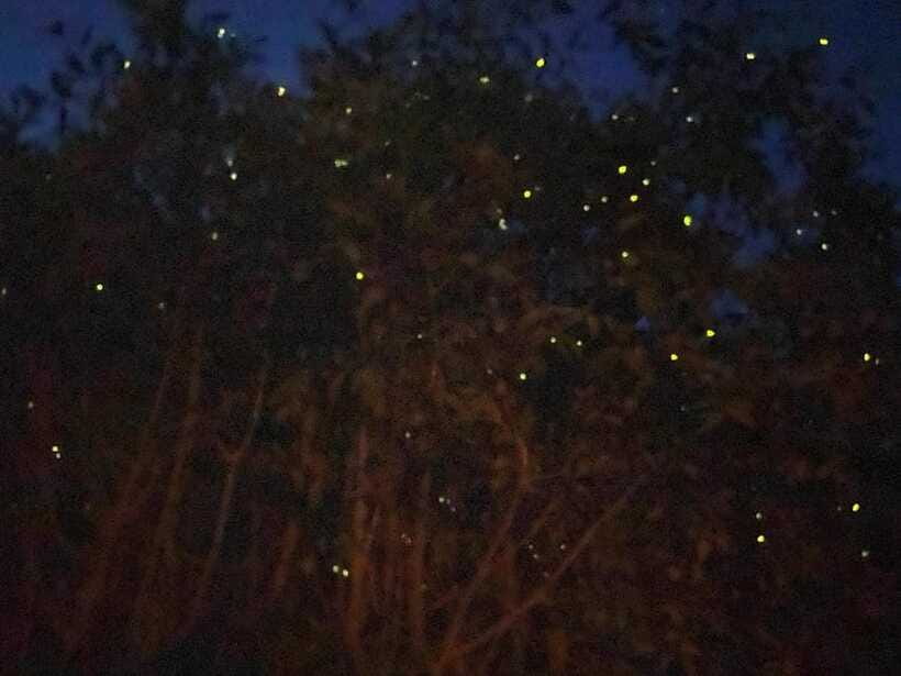 Kuala Lumpur: Kuala Selangor Fireflies and Blue Tears Tour - Who will enjoy this day trip most