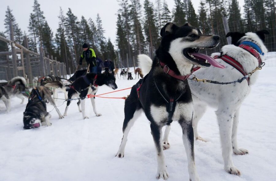Levi Polar Lights Tours: Arctic Circle Guided Husky Tour - What the husky safari actually feels like