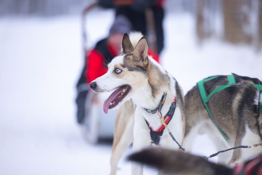 Levi Polar Lights Tours: Arctic Circle Guided Husky Tour - The 15-minute safety briefing