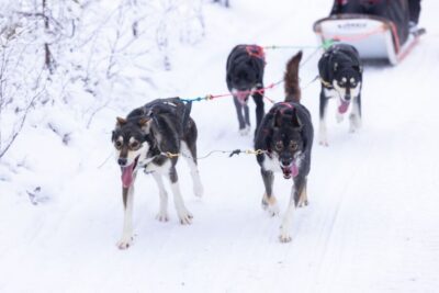 Levi Polar Lights Tours: Arctic Circle Guided Husky Tour