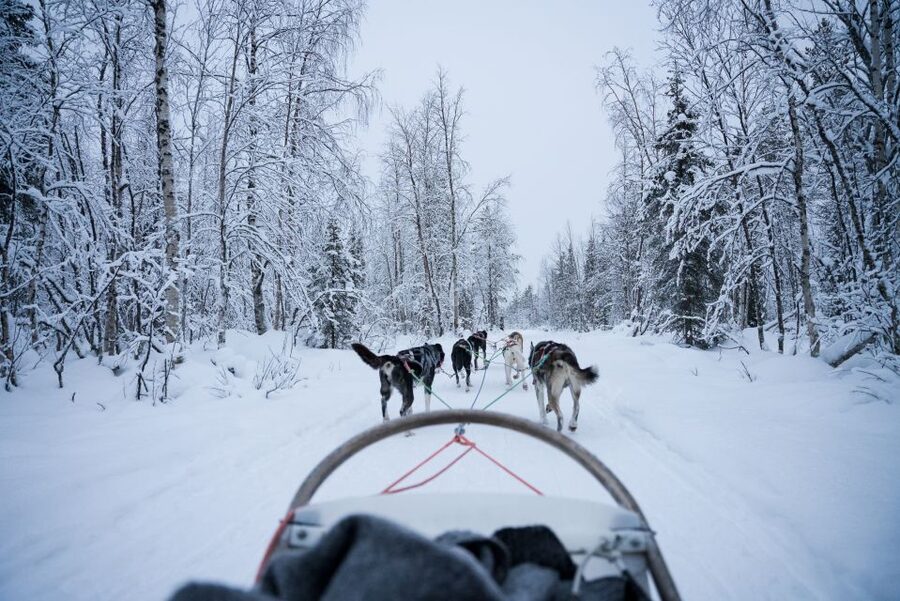 Levi Polar Lights Tours: Arctic Circle Guided Husky Tour - One hour behind the Alaskan huskies