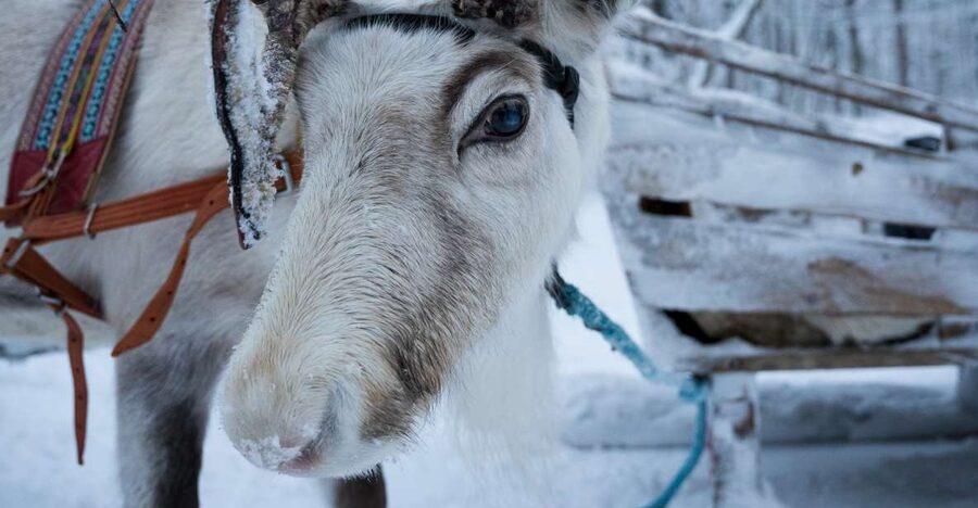 Levi Polar Lights Tours: Reindeer and Husky Taster - Key points at a glance