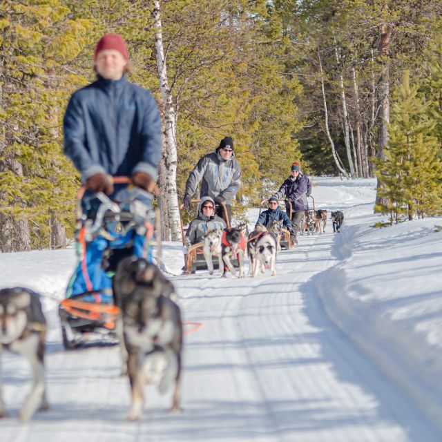 Levi Polar Lights Tours: Reindeer and Husky Taster - A quick taste of husky speed in Levi