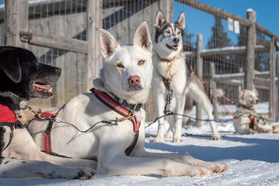 Levi Polar Lights Tours: Reindeer and Husky Taster - Daylight, darkness, and the best time to go