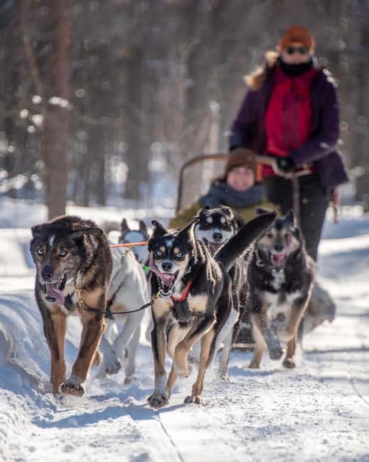 Levi Polar Lights Tours: Reindeer and Husky Taster - The quiet change to a reindeer sleigh
