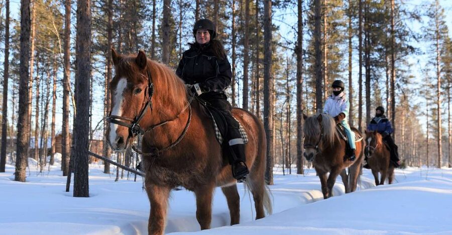 Levi: Snowy Forest Ride and Polar Lights Tours - The safety briefing and meeting your Finnhorse