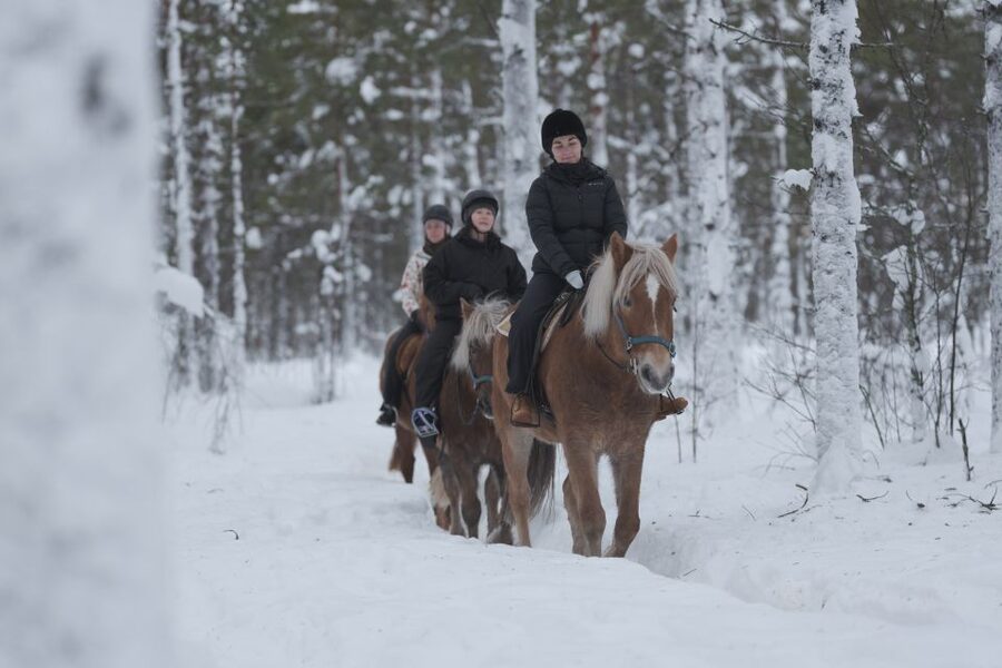 Levi: Snowy Forest Ride and Polar Lights Tours - Eighty minutes among snow-covered trees