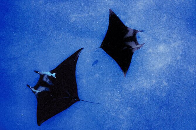 Manta Magic: Small-Group Manta Ray Night Snorkel in Kailua Kona - Why Kona’s manta night snorkel is so special