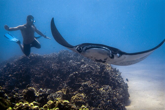Manta Magic: Small-Group Manta Ray Night Snorkel in Kailua Kona - What the 30 minutes in the water feels like