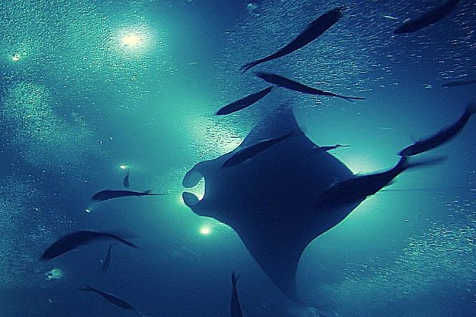 Manta Magic: Small-Group Manta Ray Night Snorkel in Kailua Kona - Small boat advantages and compromises