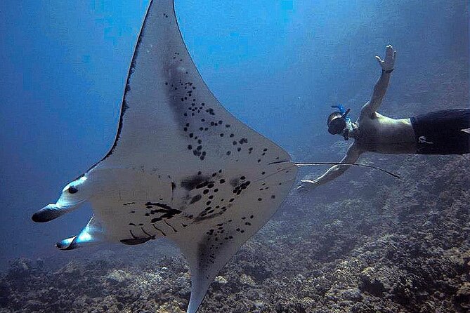 Manta Magic: Small-Group Manta Ray Night Snorkel in Kailua Kona - How the price measures up