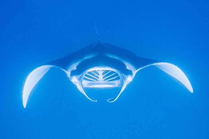 Manta Magic: Small-Group Manta Ray Night Snorkel in Kailua Kona - Who should choose this experience