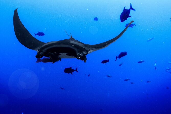 Manta Magic: Small-Group Manta Ray Night Snorkel in Kailua Kona - Sunset briefing and manta etiquette