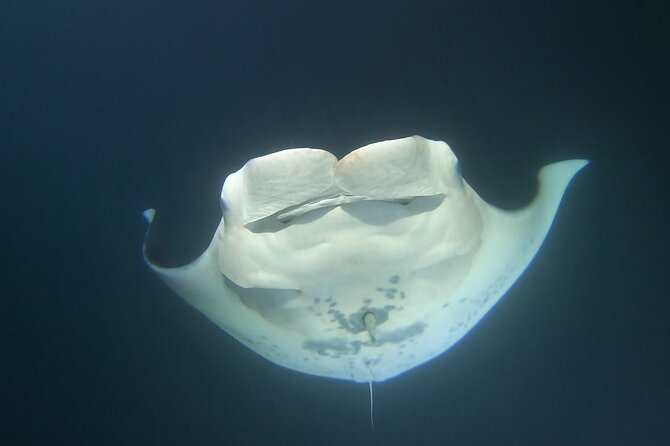 Manta Ray Night Snorkel at Kona, Big Island - Practical tips for a smoother night