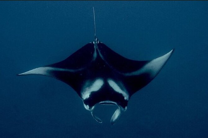 Manta Ray Night Snorkel Experience of a Lifetime - Why this night snorkel is so memorable