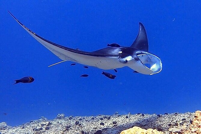 Manta Ray Night Snorkel Experience of a Lifetime - Holding the light board above the feeding mantas