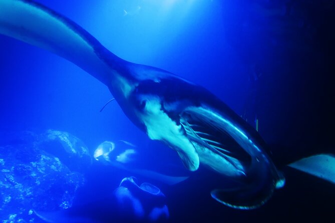 Manta Ray Night Snorkel Experience of a Lifetime - Crew style and safety in the water